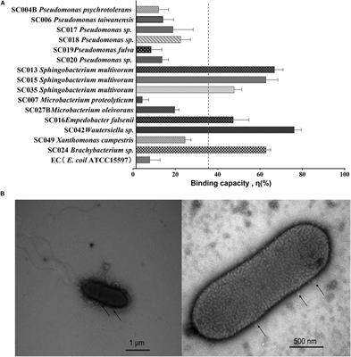 Effect of Direct Viral–Bacterial Interactions on the Removal of Norovirus From Lettuce